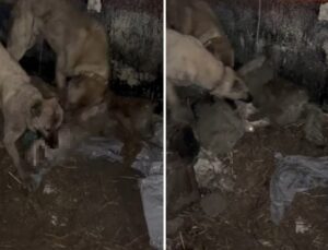 Ahıra girmeye çalışan kurt, kangallara yakalanınca bedelini ağır ödedi