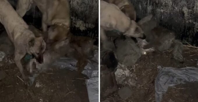 Ahıra girmeye çalışan kurt, kangallara yakalanınca bedelini ağır ödedi