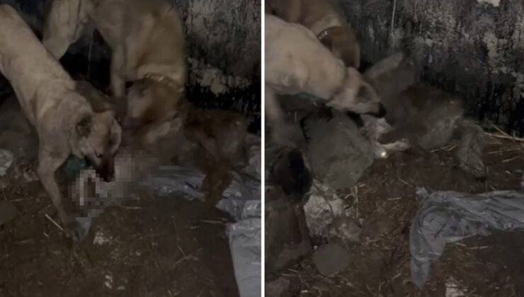 Ahıra girmeye çalışan kurt, kangallara yakalanınca bedelini ağır ödedi