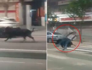 Batman’da kent merkezine inen yaban domuzu 3 kişiyi yaraladı