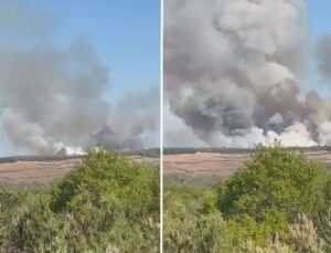 Beykoz’da ormanlık alanda yangın çıktı