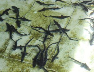 Çiple Karadeniz’e salınacak! 2 bin dolardan satılıyor