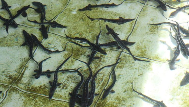 Çiple Karadeniz’e salınacak! 2 bin dolardan satılıyor