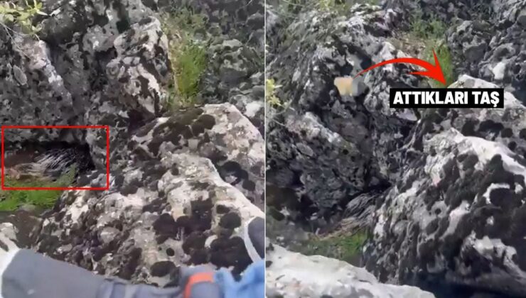 Diyarbakır’da bir garip olay! Korkup taşa tuttukları şey bakın ne çıktı