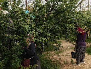 Hasadı başladı, fiyatı 200 TL’ye kadar düştü