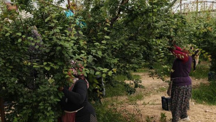 Hasadı başladı, fiyatı 200 TL’ye kadar düştü