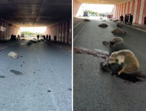 Hatay’da otomobilin çarptığı sürüdeki 17 koyun öldü