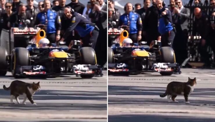 İstanbul’da Formula 1 aracını selamlayan kedi dünyada viral oldu