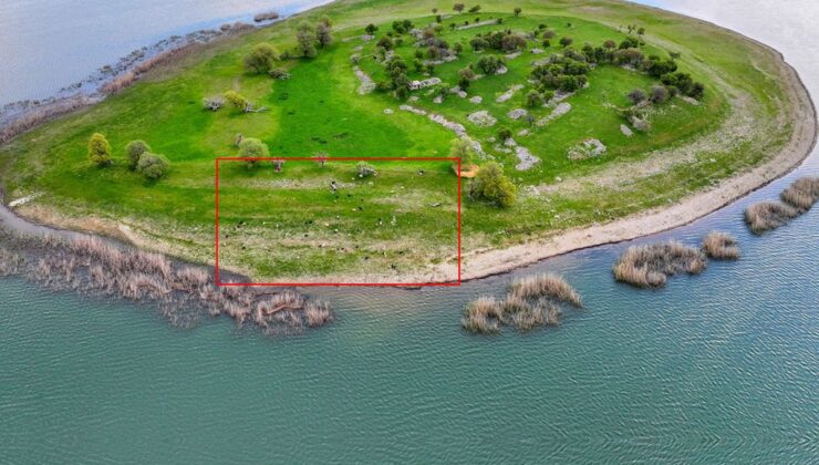 İsviçre değil Türkiye! Uyanık besici çoban masrafından böyle kurtuldu