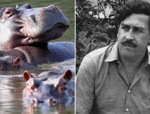 Kolombiya, Escobar’dan kalan su aygırlarının itlaf edilmesine onay verdi