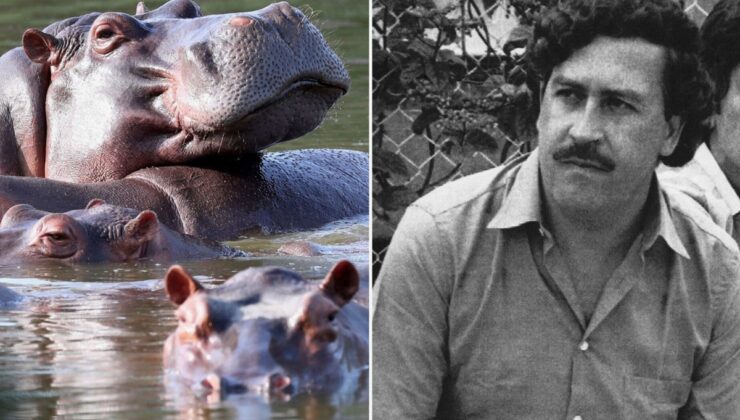 Kolombiya, Escobar’dan kalan su aygırlarının itlaf edilmesine onay verdi
