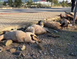 Motosiklet koyun sürücünün arasına daldı: Sürücü yaralandı, 8 koyun öldü