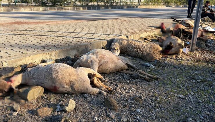 Motosiklet koyun sürücünün arasına daldı: Sürücü yaralandı, 8 koyun öldü
