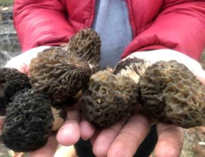 Sabah uyanan akşama kadar onu arıyor, kilosu dudak uçuklatan fiyattan gidiyor