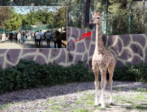 Türkiye’de doğan ilk zürafa! Ziyaretçilerin karşısına çıktı, ismi anketle belirlenecek