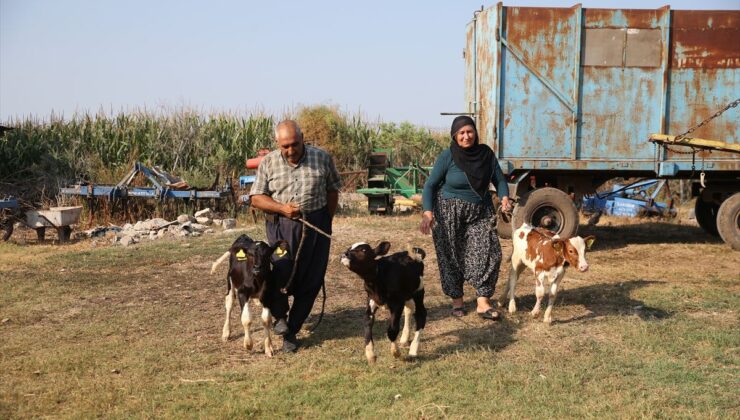 Adana’da inek üçüz buzağı doğurdu: 100 binde 1 görülen vaka