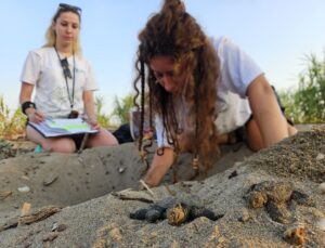 Antalya Belek’te Caretta Caretta Yavruları Denizle Buluşuyor
