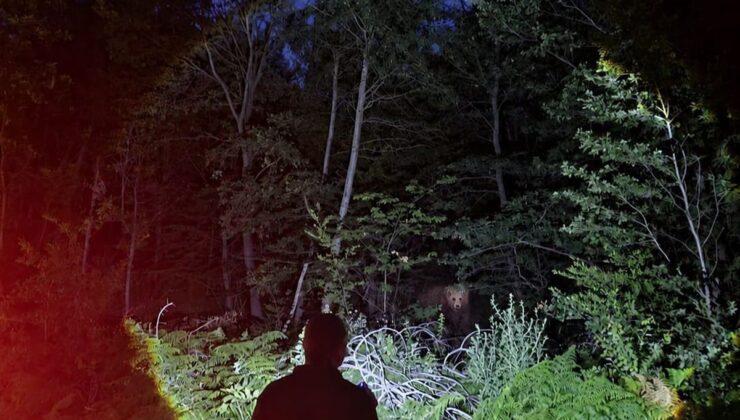 Bursa’da Orman Koruma Ekibi Ayıyla Karşılaştı