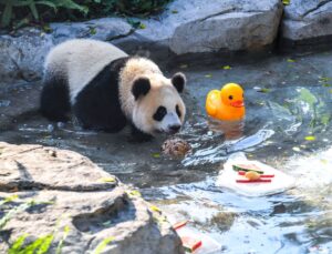 Chongqing’de Hayvanlar İçin Yaz Serinletme Önlemleri