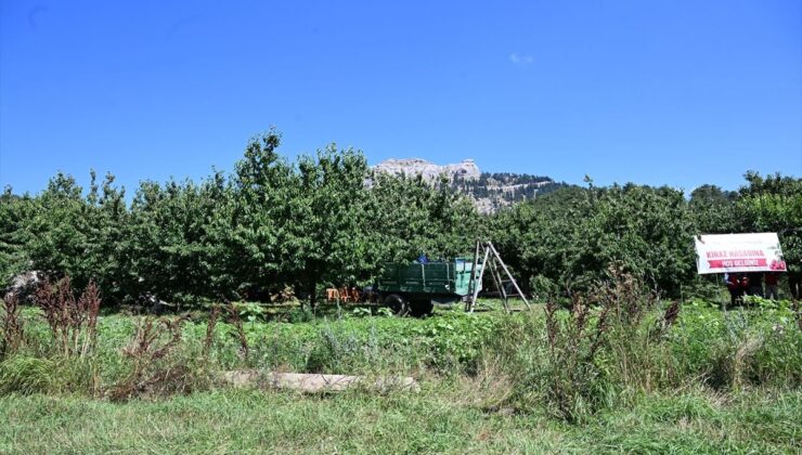 Çığşar kirazı için hasat etkinliği