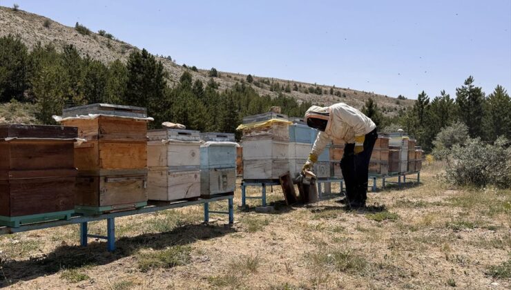 Endemik bitkilerden beslenen arılar, Özvatan balına lezzet katıyor