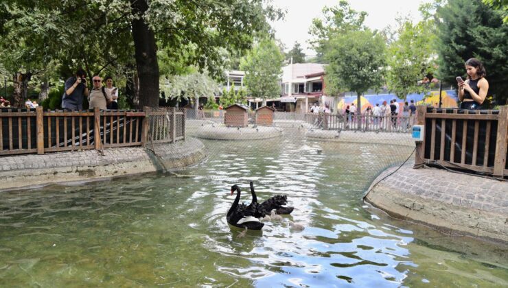 Kuğulu Park’ta 4 yeni yavru kuğu dünyaya geldi