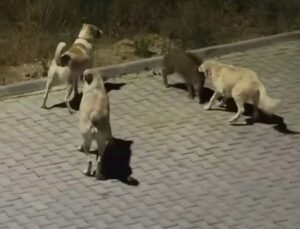 Kuşadası’nda başıboş köpekler yavru yaban domuzuna saldırdı; o anlar kamerada