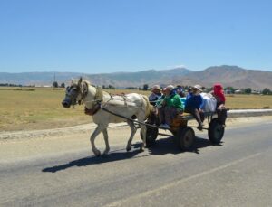 Muş’ta kadınlar her gün kilometrelerce yol aşıp sürüleri sağıyor