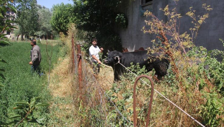 Sivas’ta ahırdan kaçan büyükbaş hayvan 2 saatlik kovalamacanın ardından yakalandı