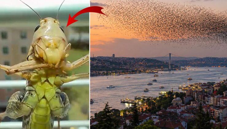Sürüler halinde Türkiye’ye geliyorlar! İstanbul’dan sonra o ili de sardılar