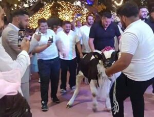 Takı töreninde damada dana hediye ettiler