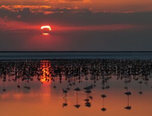 Tuz Gölü’nde flamingo yavrusu sayısı son 5 yılın rekorunu kırdı