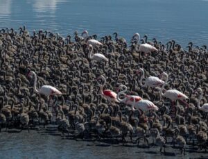 Tuz Gölü’nde son 5 yılın en yüksek flamingo yavrusu sayısına ulaşıldı