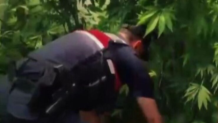 Yalova’da evlerinin bahçesine kenevir eken 2 şüpheli gözaltına alındı
