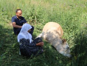 Yüksekova’da umut bağışı: 2 inek 2 buzağı