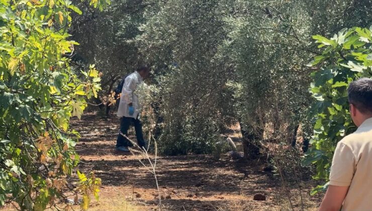 Antalya’da zeytinlikte elleri bağlı genç ölü bulundu
