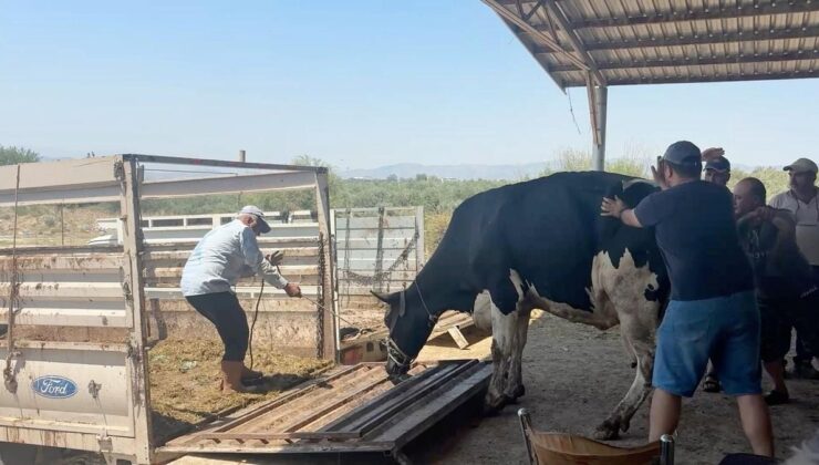 Aydın’daki orman yangını 3’üncü gününde