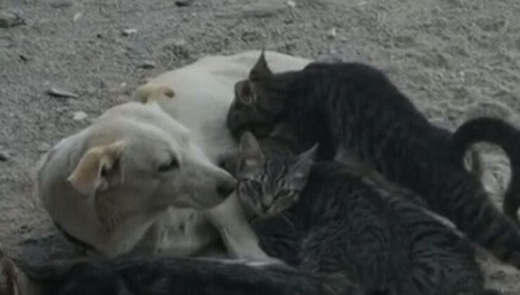 Bir Köpeğin Yavru Kedileri Emzirmesi Cep Telefonuyla Görüntülendi