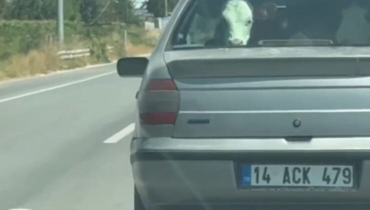 Bolu’da Otomobilin Arka Koltuğunda Buzağı Taşındı