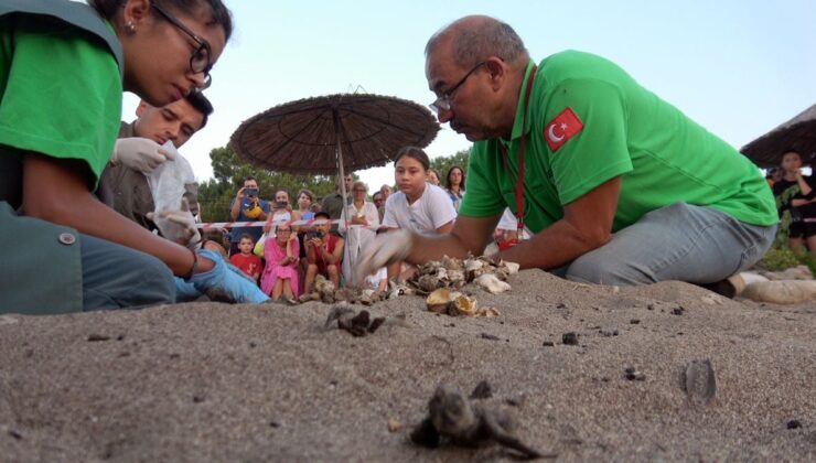 Çıralı’da caretta caretta yuva sayısı 120’ye ulaştı: 2 bin 758 yavru denizle buluştu