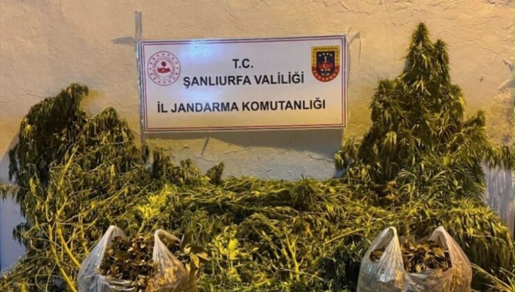 Eyyübiye ve Halfeti’de Uyuşturucu Operasyonu: 628 Kök Kenevir ve 4 Kilogram Esrar Ele Geçirildi