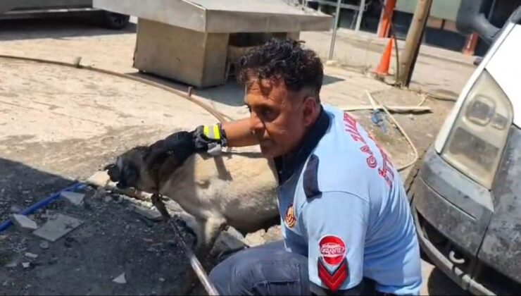 Gaziantep’te Konteyner Altında Mahsur Kalan Anne Köpek ve 7 Yavrusu Kurtarıldı