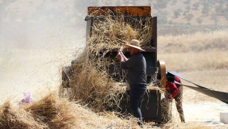 Hasankeyf’te 40 Derece Sıcakta Patoz Mesaisi