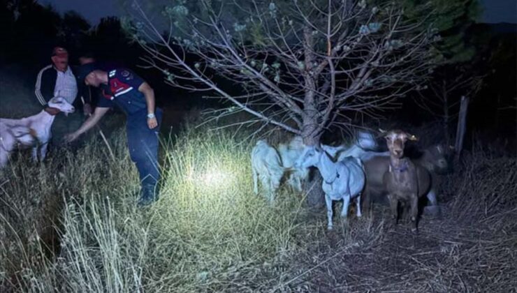Kayıp Keçiler Jandarma Tarafından Bulundu
