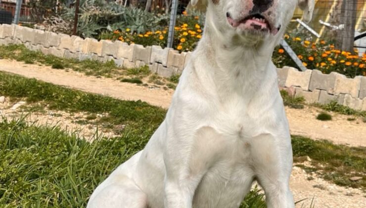 Keşan’da ‘Sütlaç’ isimli köpeğin öldürülmesine suç duyurusu