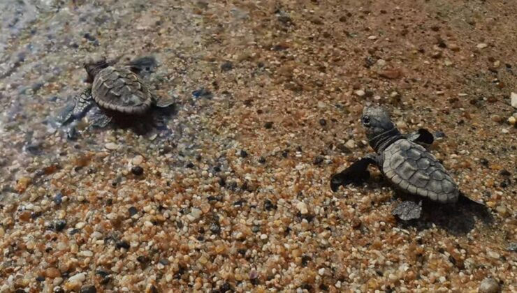 Kuşadası’nda 60 caretta caretta yavrusu denizle buluştu