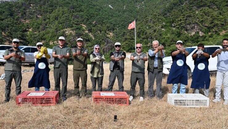 Manisa’da doğaya 1200 kınalı keklik salındı