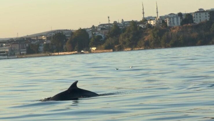 Marmara’da Yunuslar Teknelere Eşlik Etti