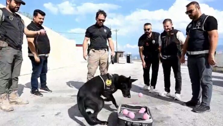 Narkotik köpek Naz emekli oldu: Duygusal veda
