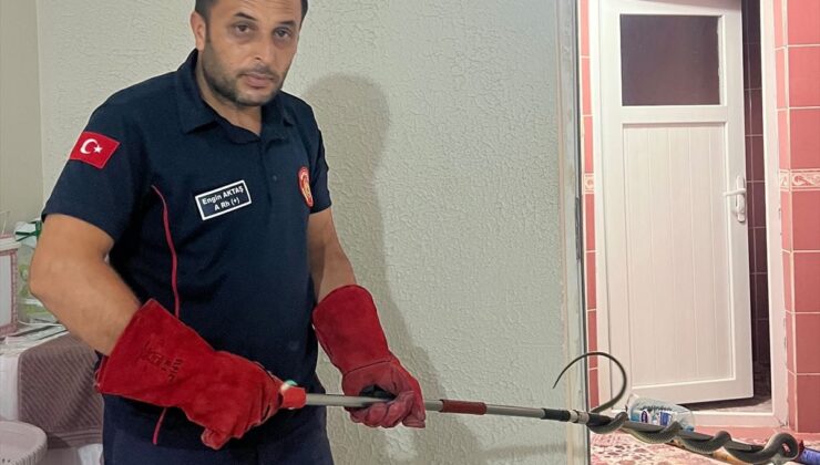 Niksar’da eve giren yılan itfaiye tarafından yakalandı